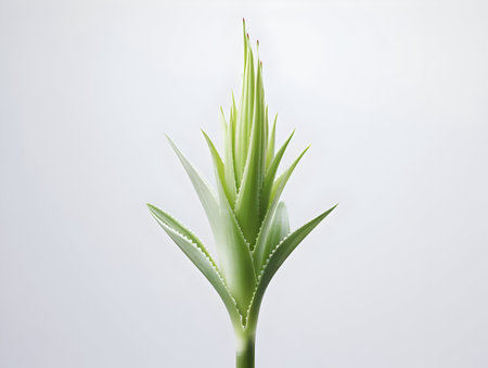 Aloe vera flower in studio background, single aloe vera flower, Beautiful flower, ai generated imageの素材