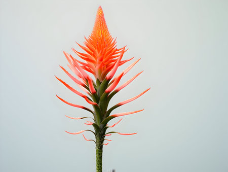 Aloe vera flower in studio background, single aloe vera flower, Beautiful flower, ai generated imageの素材