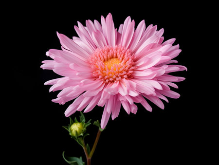 Aster flower in studio background, single aster flower, Beautiful flower, ai generated imageの素材