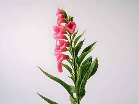 Balsam flower in studio background, single balsam flower, Beautiful flower, ai generated imageの素材