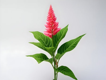 Balsam flower in studio background, single balsam flower, Beautiful flower, ai generated imageの素材
