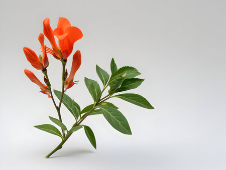 Balsam flower in studio background, single balsam flower, Beautiful flower, ai generated imageの素材