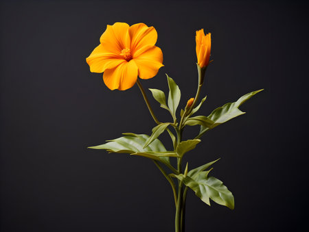 Balsam flower in studio background, single balsam flower, Beautiful flower, ai generated imageの素材