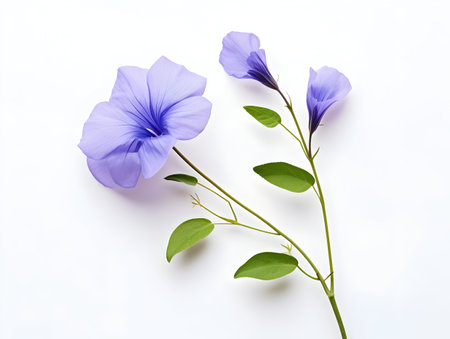 Butterfly pea flower in studio background, single butterfly pea flower, Beautiful flower, ai generated imageの素材