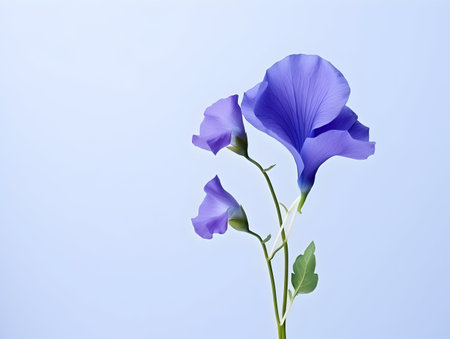 Butterfly pea flower in studio background, single butterfly pea flower, Beautiful flower, ai generated imageの素材