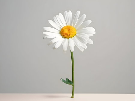 Chamomile flower in studio background, single Chamomile flower, Beautiful flower, ai generated imageの素材