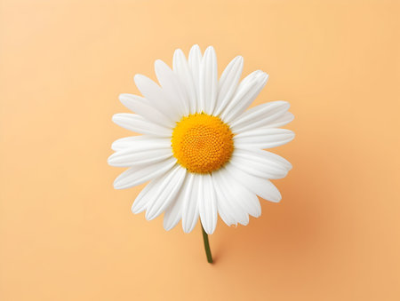 Chamomile flower in studio background, single Chamomile flower, Beautiful flower, ai generated imageの素材