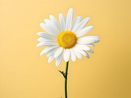 Chamomile flower in studio background, single Chamomile flower, Beautiful flower, ai generated imageの素材