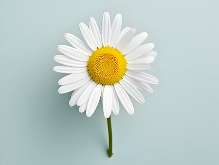Chamomile flower in studio background, single Chamomile flower, Beautiful flower, ai generated imageの素材