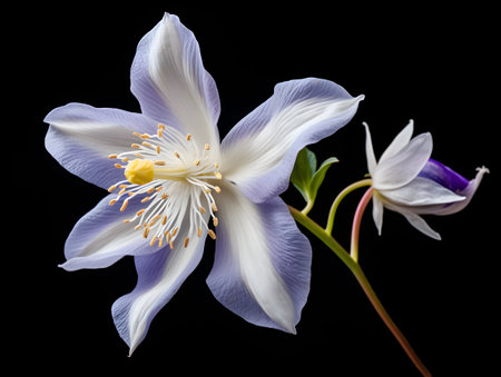 Columbine flower in studio background, single Columbine flower, Beautiful flower, ai generated imageの素材