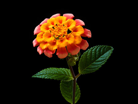 Common Lantana flower in studio background, single Common Lantana flower, Beautiful flower, ai generated imageの素材
