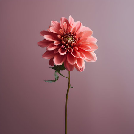dahlia flower in studio background, single dahlia flower, Beautiful flower, ai generated imageの素材