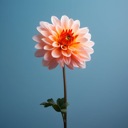 dahlia flower in studio background, single dahlia flower, Beautiful flower, ai generated imageの素材