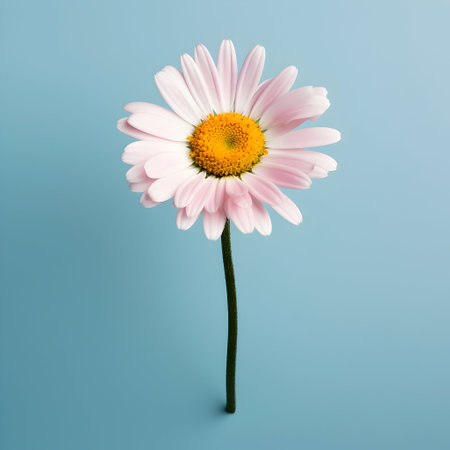 daisy flower in studio background, single daisy flower, Beautiful flower, african daisyの素材