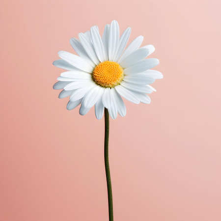 daisy flower in studio background, single daisy flower, Beautiful flower, african daisyの素材