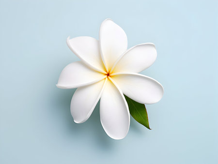 Frangipani flower in studio background, single Frangipani flower, Beautiful flower imagesの素材