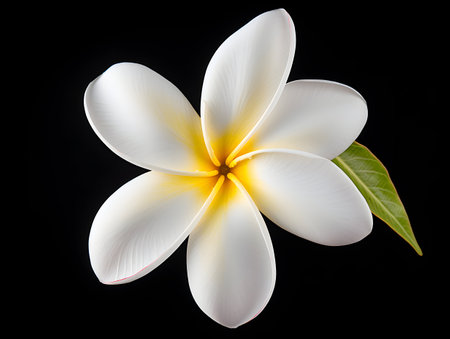 Frangipani flower in studio background, single Frangipani flower, Beautiful flower imagesの素材