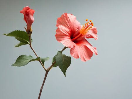 Hibiscus Rosa flower in studio background, single Hibiscus Rosa flower, Beautiful flower imagesの素材
