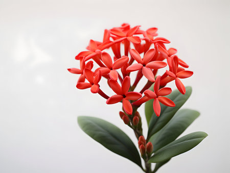 Ixora Coccinea flower in studio background, single Ixora Coccinea flower, Beautiful flower imagesの素材