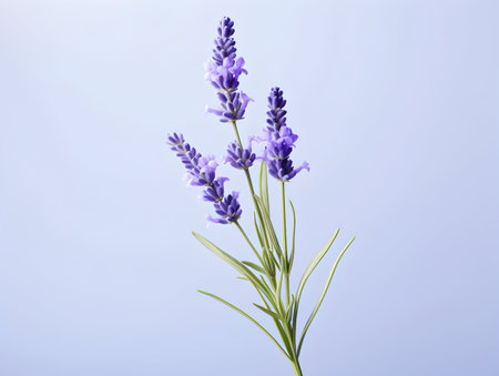 lavender flower in studio background, single lavender flower, Beautiful flower imagesの素材
