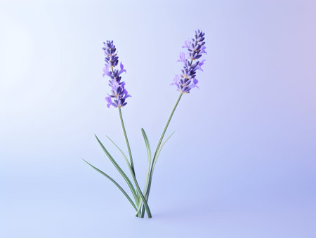 lavender flower in studio background, single lavender flower, Beautiful flower imagesの素材