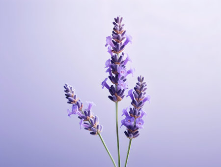 lavender flower in studio background, single lavender flower, Beautiful flower imagesの素材