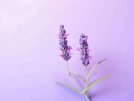 lavender flower in studio background, single lavender flower, Beautiful flower imagesの素材