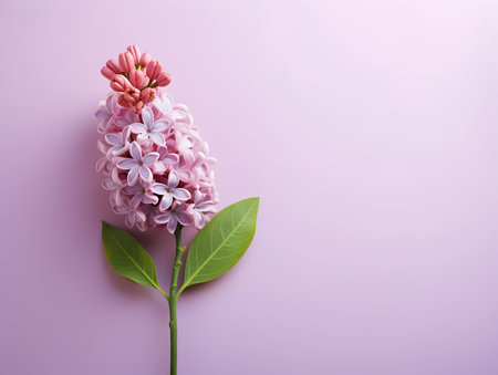 Lilac flower in studio background, single lilac flower, Beautiful flower imagesの素材
