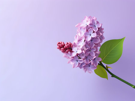 Lilac flower in studio background, single lilac flower, Beautiful flower imagesの素材