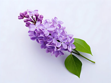 Lilac flower in studio background, single lilac flower, Beautiful flower imagesの素材