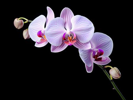 Orchid flower in studio background, single orchid flower, Beautiful flower imagesの素材