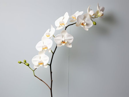 Orchid flower in studio background, single orchid flower, Beautiful flower imagesの素材