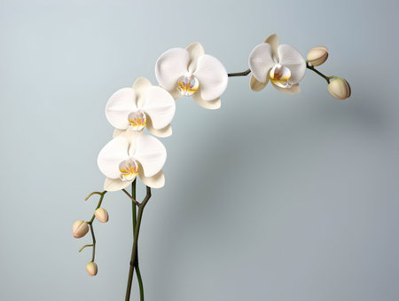 Orchid flower in studio background, single orchid flower, Beautiful flower imagesの素材