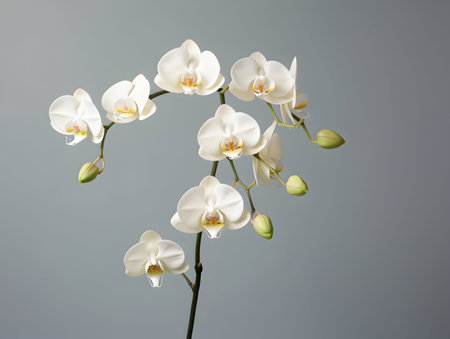 Orchid flower in studio background, single orchid flower, Beautiful flower imagesの素材