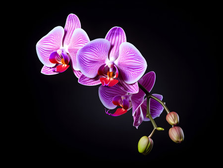 Orchid flower in studio background, single orchid flower, Beautiful flower imagesの素材