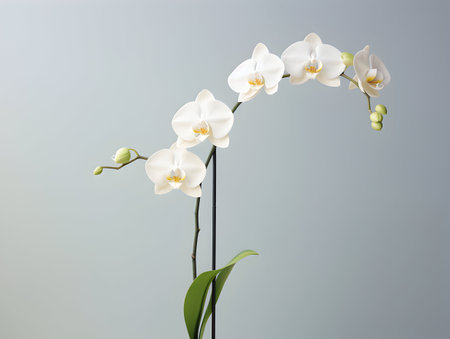 Orchid flower in studio background, single orchid flower, Beautiful flower imagesの素材
