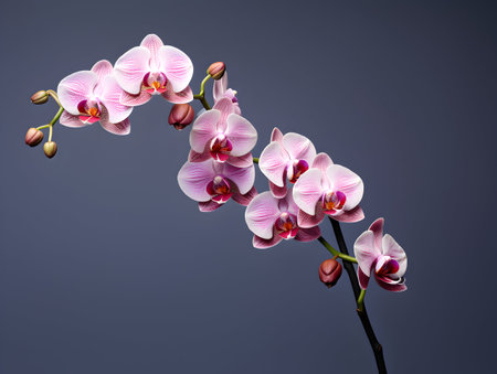 Orchid flower in studio background, single orchid flower, Beautiful flower imagesの素材