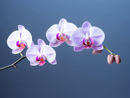 Orchid flower in studio background, single orchid flower, Beautiful flower imagesの素材