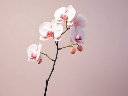 Orchid flower in studio background, single orchid flower, Beautiful flower imagesの素材