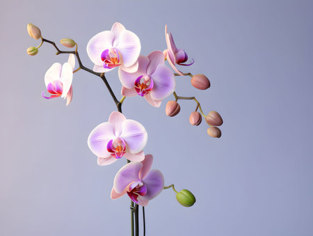 Orchid flower in studio background, single orchid flower, Beautiful flower imagesの素材