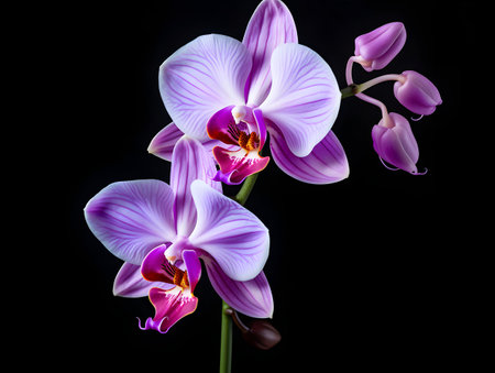 Orchid flower in studio background, single orchid flower, Beautiful flower imagesの素材