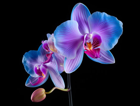 Orchid flower in studio background, single orchid flower, Beautiful flower imagesの素材