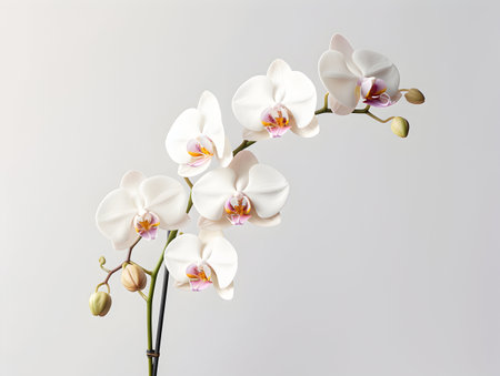 Orchid flower in studio background, single orchid flower, Beautiful flower imagesの素材