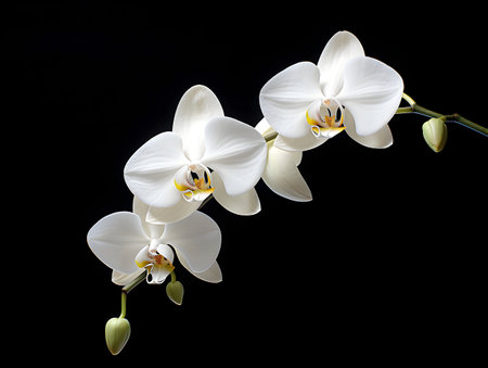 Orchid flower in studio background, single orchid flower, Beautiful flower imagesの素材