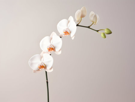 Orchid flower in studio background, single orchid flower, Beautiful flower imagesの素材