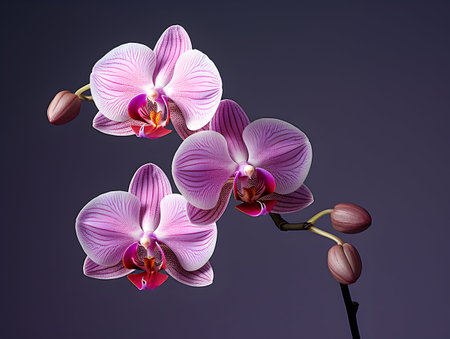 Orchid flower in studio background, single orchid flower, Beautiful flower imagesの素材