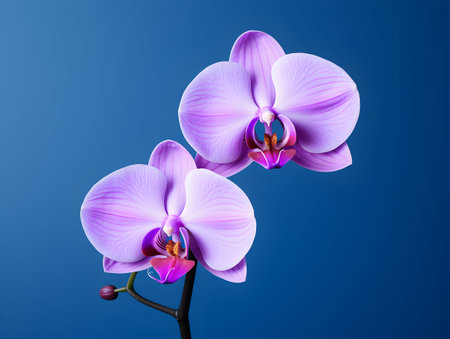 Orchid flower in studio background, single orchid flower, Beautiful flower imagesの素材