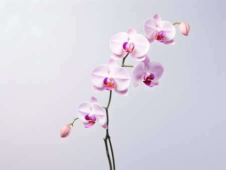 Orchid flower in studio background, single orchid flower, Beautiful flower imagesの素材