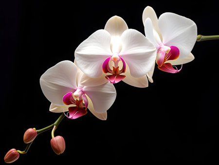 Orchid flower in studio background, single orchid flower, Beautiful flower imagesの素材