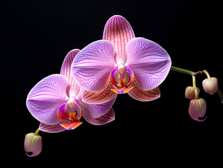 Orchid flower in studio background, single orchid flower, Beautiful flower imagesの素材